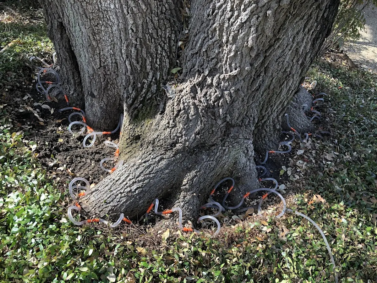 Detailed Tree Cabling and Bracing job site in Rugby