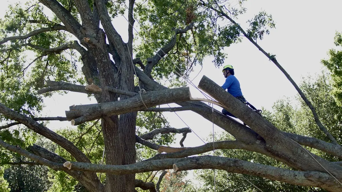 Professional Crown Thinning performed by certified arborists in Rugby